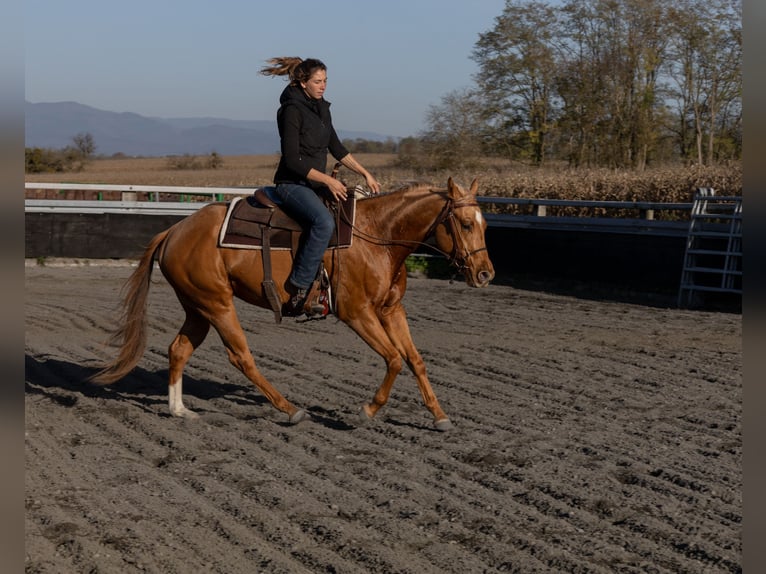 American Quarter Horse Stute 3 Jahre 150 cm Fuchs in Kappelen