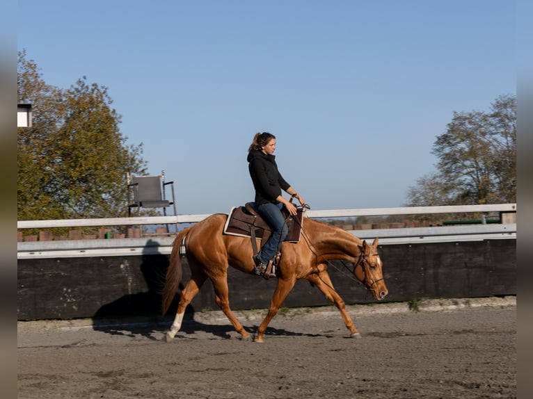 American Quarter Horse Stute 3 Jahre 150 cm Fuchs in Kappelen