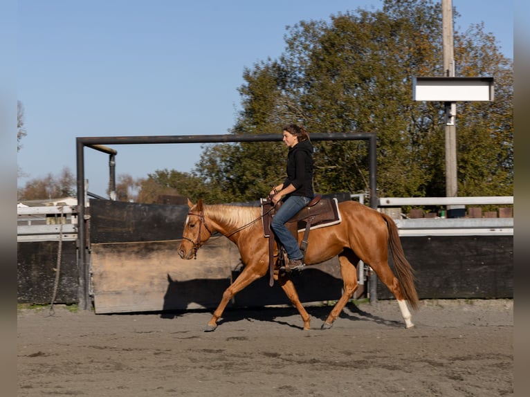 American Quarter Horse Stute 3 Jahre 150 cm Fuchs in Kappelen