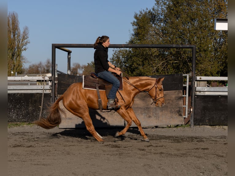 American Quarter Horse Stute 3 Jahre 150 cm Fuchs in Kappelen