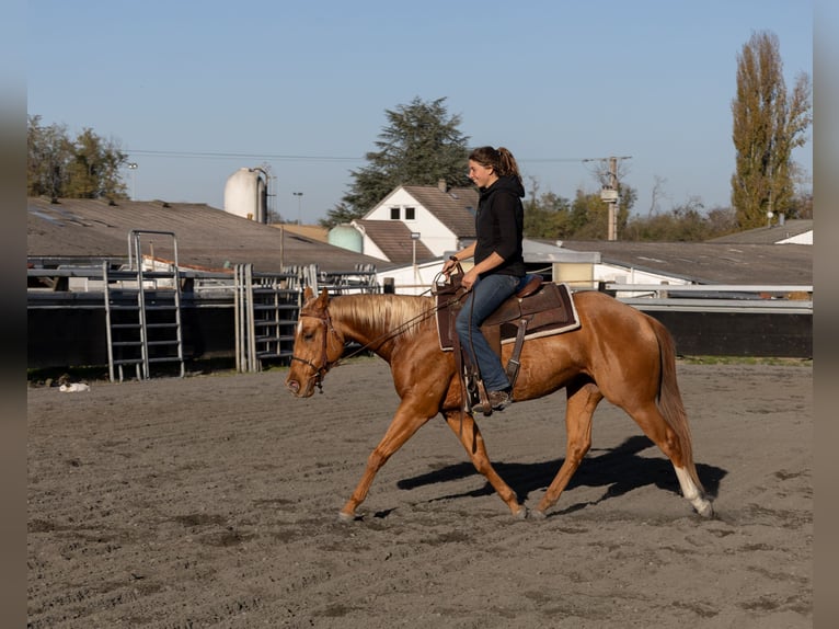 American Quarter Horse Stute 3 Jahre 150 cm Fuchs in Kappelen