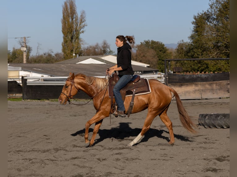 American Quarter Horse Stute 3 Jahre 150 cm Fuchs in Kappelen