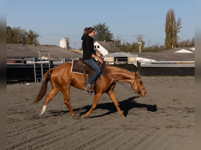 American Quarter Horse Stute 3 Jahre 150 cm Fuchs in Kappelen