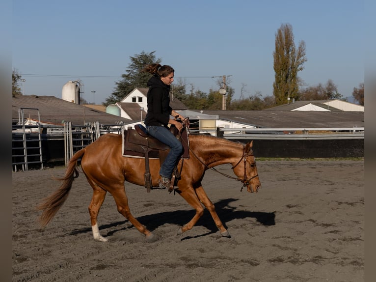 American Quarter Horse Stute 3 Jahre 150 cm Fuchs in Kappelen