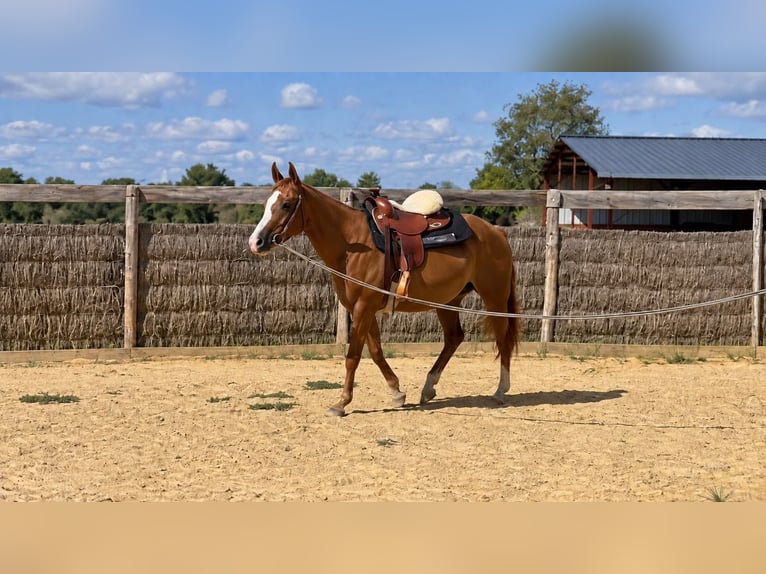 American Quarter Horse Stute 3 Jahre 150 cm Fuchs in Montmorillon