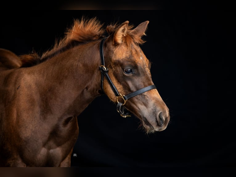 American Quarter Horse Stute 3 Jahre 150 cm Fuchs in Frassinello Monferrato