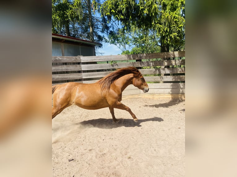 American Quarter Horse Stute 3 Jahre 150 cm Fuchs in Uder