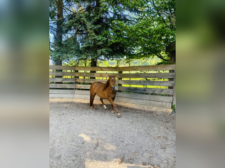 American Quarter Horse Stute 3 Jahre 150 cm Fuchs in Uder