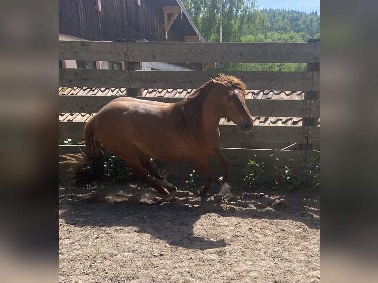 American Quarter Horse Stute 3 Jahre 150 cm Fuchs in Uder