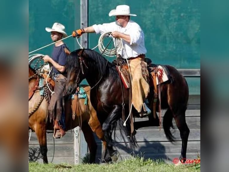 American Quarter Horse Stute 3 Jahre 150 cm Fuchs in Uder