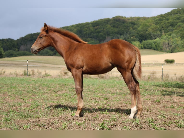American Quarter Horse Stute 3 Jahre 150 cm Fuchs in Uder
