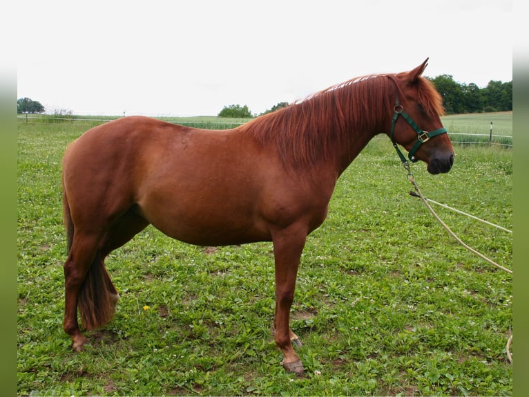 American Quarter Horse Stute 3 Jahre 150 cm Fuchs in Uder