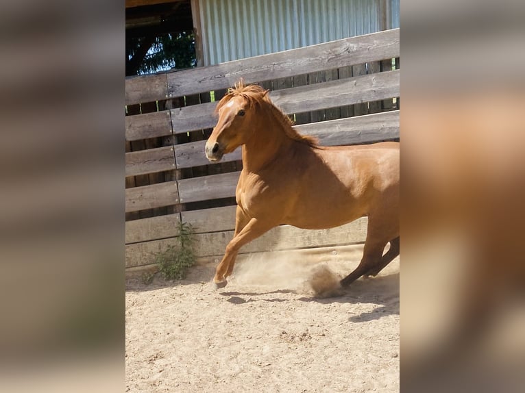 American Quarter Horse Stute 3 Jahre 150 cm Fuchs in Uder