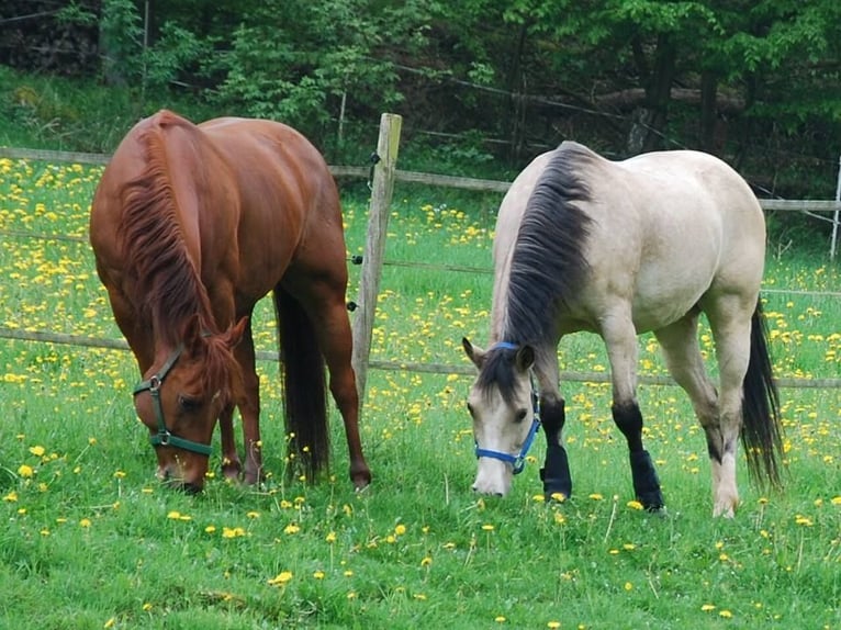 American Quarter Horse Stute 3 Jahre 150 cm Fuchs in Uder