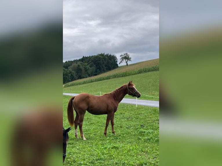 American Quarter Horse Stute 3 Jahre 150 cm Fuchs in Oberndorf