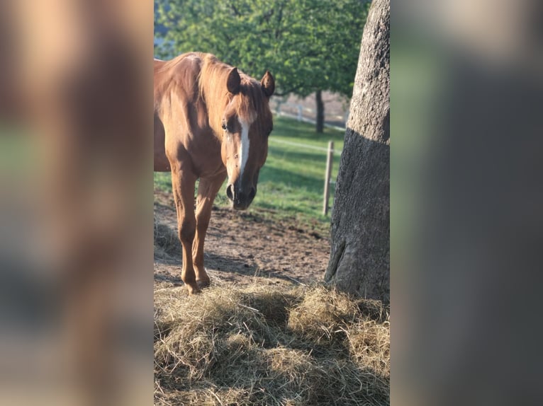 American Quarter Horse Stute 3 Jahre 150 cm Fuchs in Oberndorf
