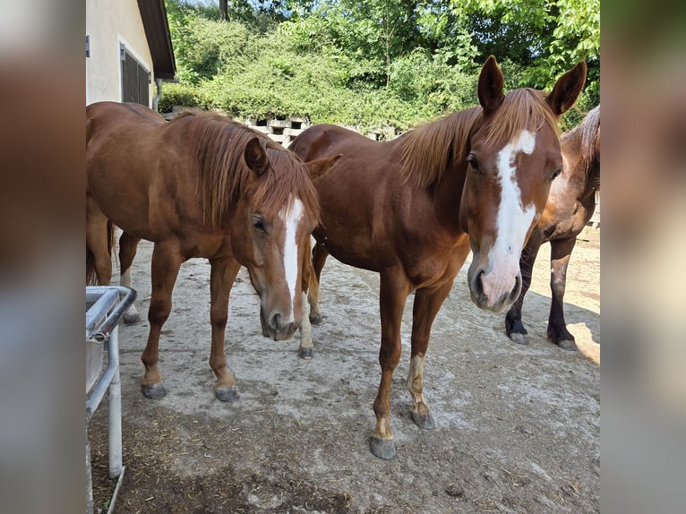 American Quarter Horse Stute 3 Jahre 150 cm Fuchs in Oberndorf