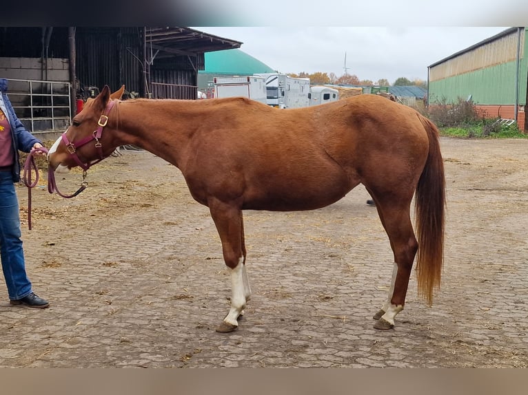 American Quarter Horse Stute 3 Jahre 150 cm Fuchs in Celle