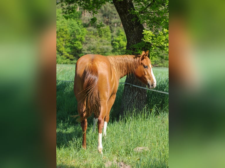 American Quarter Horse Stute 3 Jahre 150 cm Fuchs in Celle
