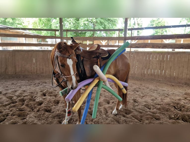 American Quarter Horse Stute 3 Jahre 150 cm Fuchs in Zeulenroda-Triebes