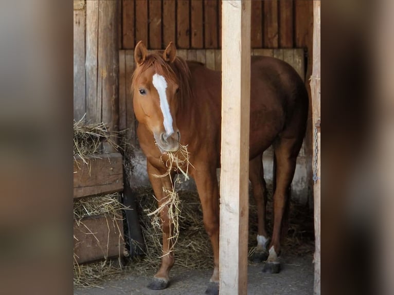 American Quarter Horse Stute 3 Jahre 150 cm Fuchs in Zeulenroda-Triebes