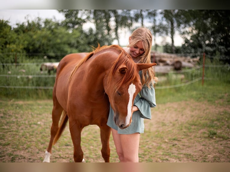 American Quarter Horse Stute 3 Jahre 150 cm Fuchs in Zeulenroda-Triebes