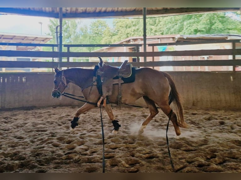 American Quarter Horse Stute 3 Jahre 150 cm Fuchs in Zeulenroda-Triebes
