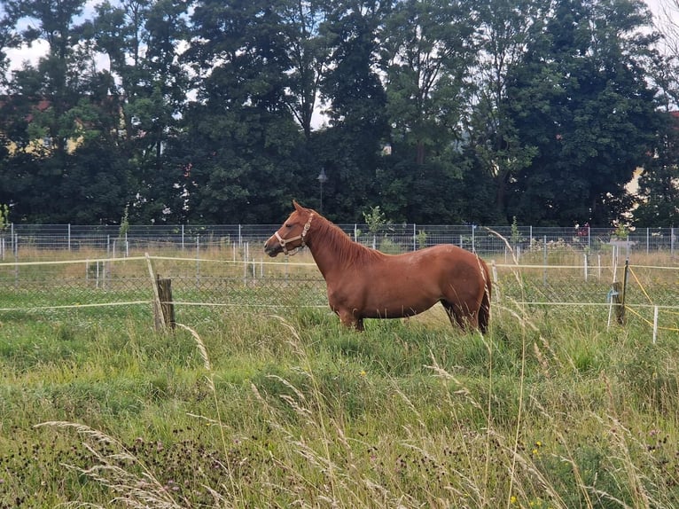 American Quarter Horse Stute 3 Jahre 150 cm Fuchs in Zeulenroda-Triebes