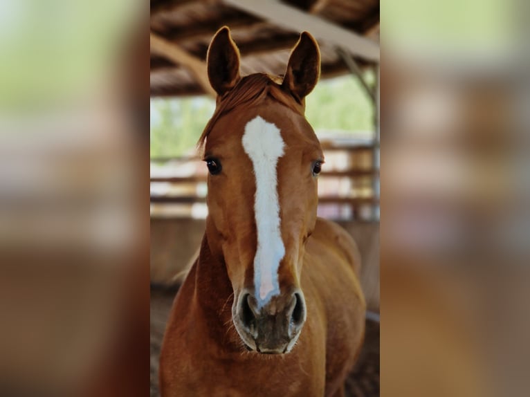 American Quarter Horse Stute 3 Jahre 150 cm Fuchs in Zeulenroda-Triebes