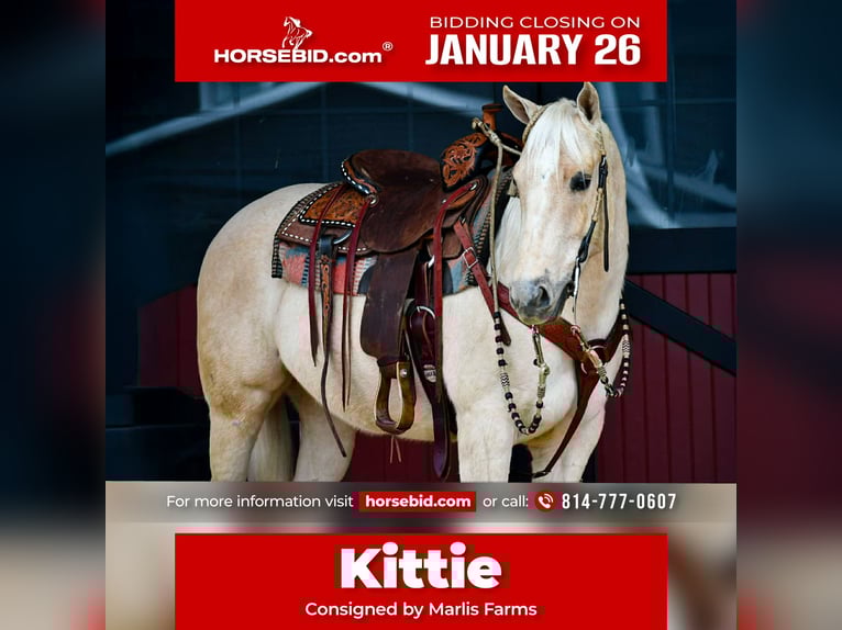 American Quarter Horse Stute 3 Jahre 150 cm Palomino in Rebersburg