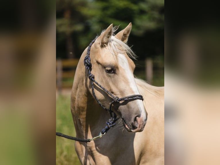 American Quarter Horse Stute 3 Jahre 150 cm Palomino in Sehlen