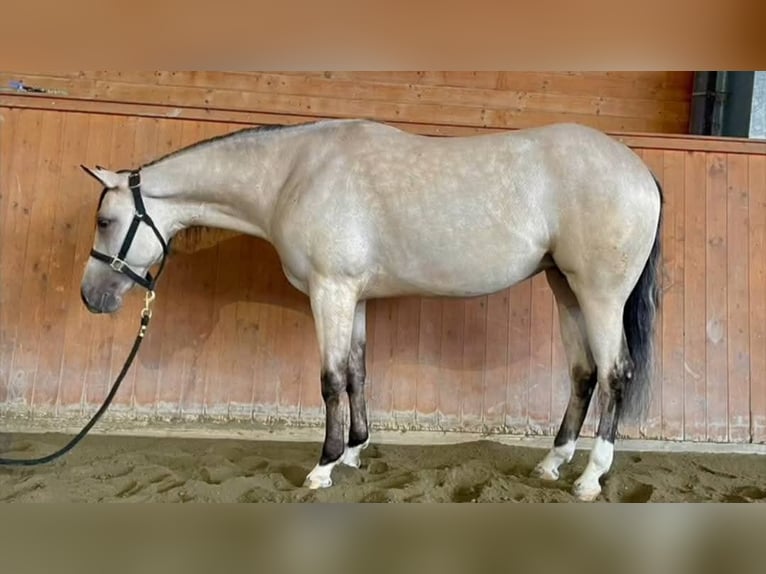 American Quarter Horse Stute 3 Jahre 150 cm in Brescia