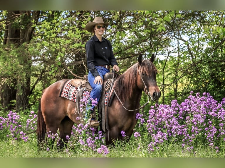 American Quarter Horse Stute 3 Jahre 150 cm Rotbrauner in Rogersville