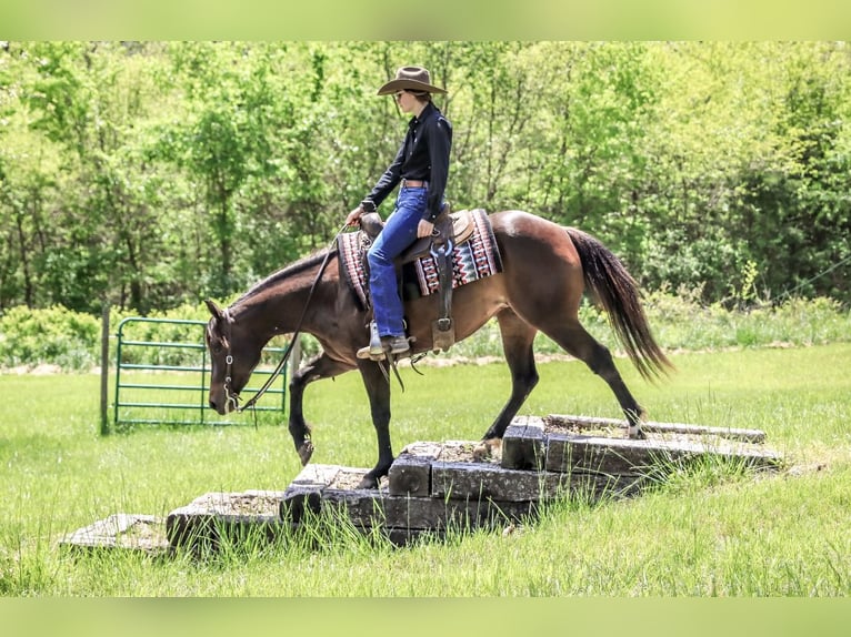 American Quarter Horse Stute 3 Jahre 150 cm Rotbrauner in Rogersville