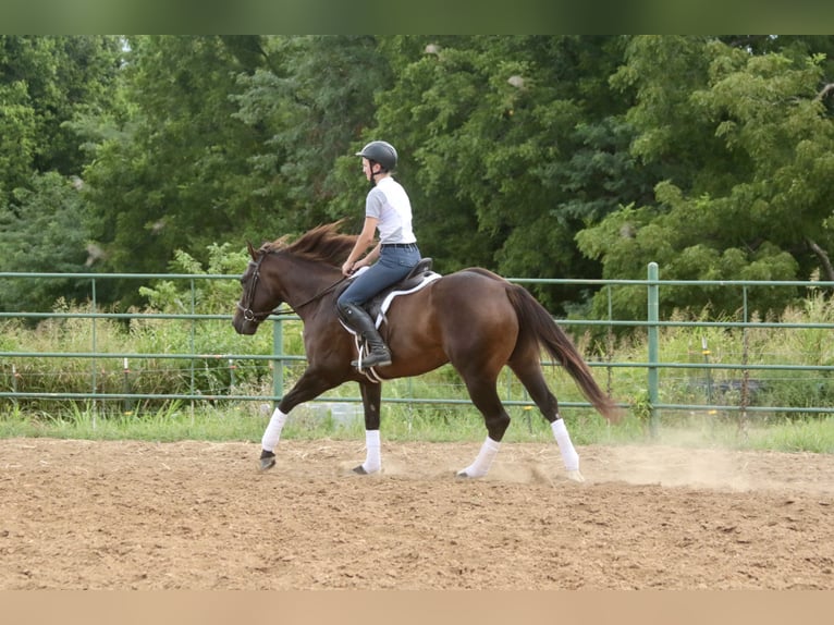 American Quarter Horse Stute 3 Jahre 150 cm Rotbrauner in Rogersville