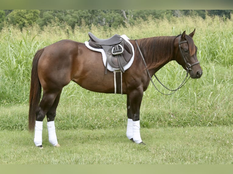 American Quarter Horse Stute 3 Jahre 150 cm Rotbrauner in Rogersville