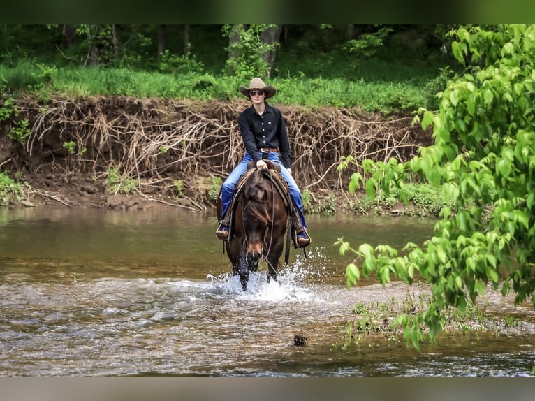 American Quarter Horse Stute 3 Jahre 150 cm Rotbrauner in Rogersville