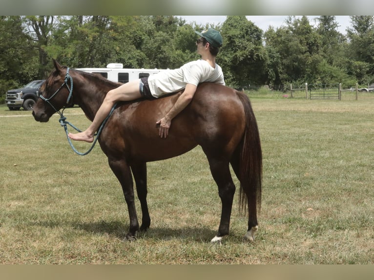 American Quarter Horse Stute 3 Jahre 150 cm Rotbrauner in Rogersville