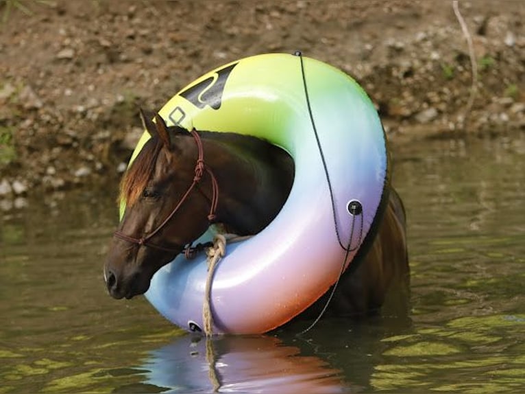American Quarter Horse Stute 3 Jahre 150 cm Rotbrauner in Rogersville