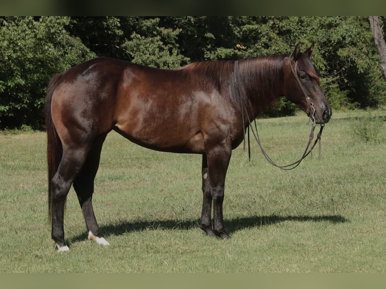 American Quarter Horse Stute 3 Jahre 150 cm Rotbrauner in Rogersville