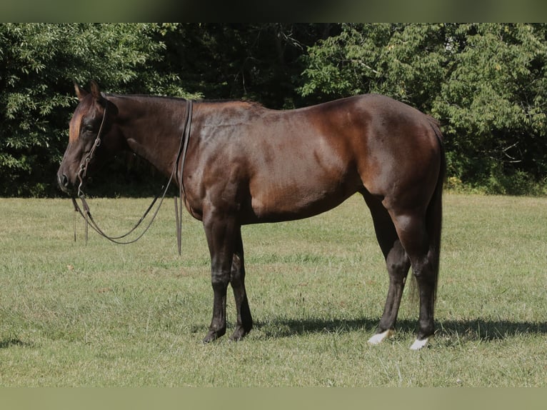 American Quarter Horse Stute 3 Jahre 150 cm Rotbrauner in Rogersville