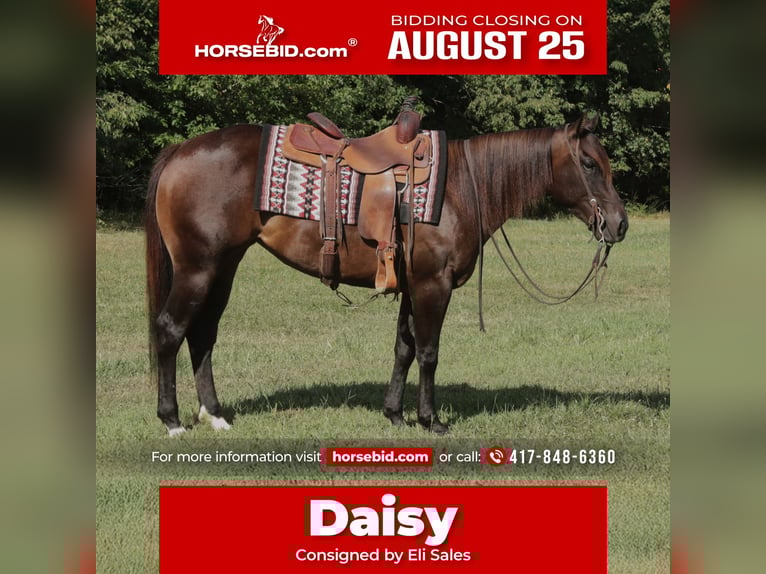American Quarter Horse Stute 3 Jahre 150 cm Rotbrauner in Rogersville