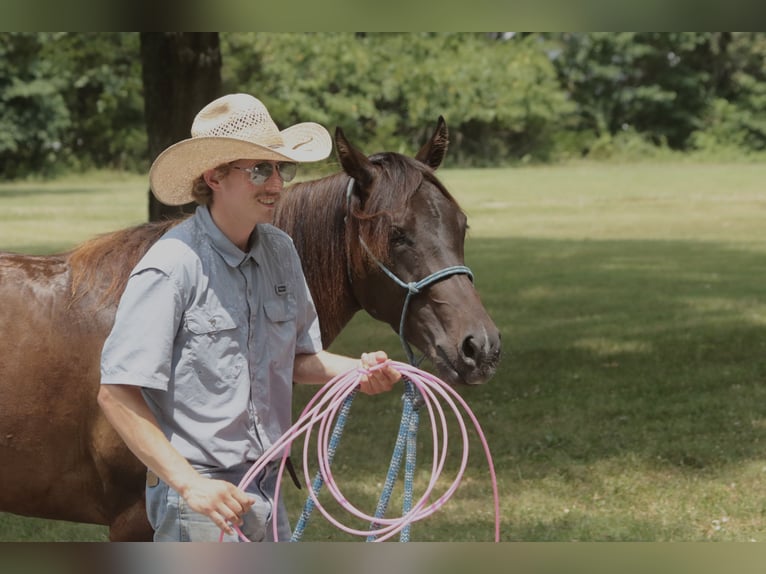 American Quarter Horse Stute 3 Jahre 150 cm Rotbrauner in Rogersville