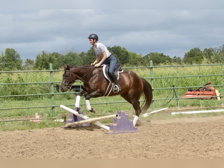 American Quarter Horse Stute 3 Jahre 150 cm Rotbrauner in Rogersville