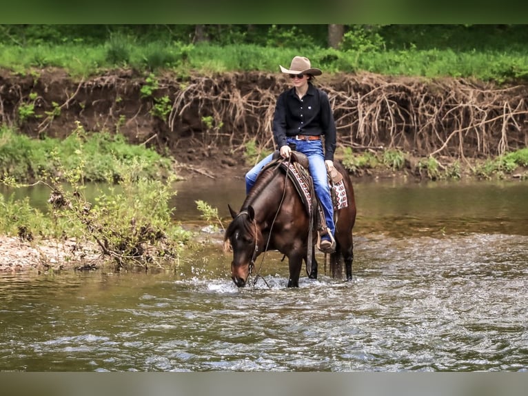 American Quarter Horse Stute 3 Jahre 150 cm Rotbrauner in Rogersville