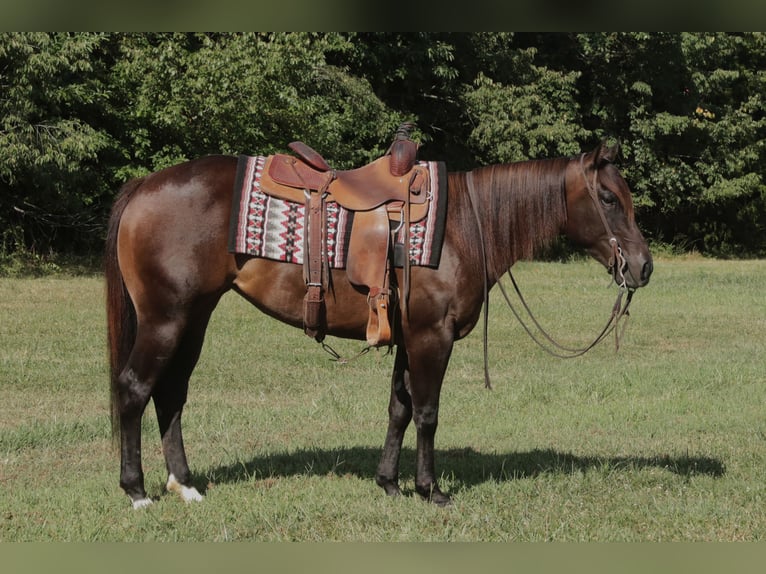 American Quarter Horse Stute 3 Jahre 150 cm Rotbrauner in Rogersville