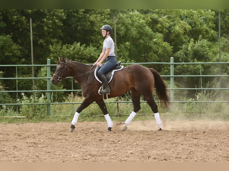 American Quarter Horse Stute 3 Jahre 150 cm Rotbrauner in Rogersville