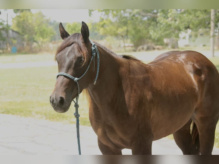 American Quarter Horse Stute 3 Jahre 150 cm Rotbrauner in Rogersville