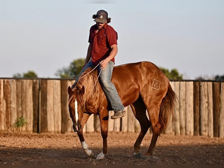 American Quarter Horse Stute 3 Jahre 150 cm Rotfuchs in Waco