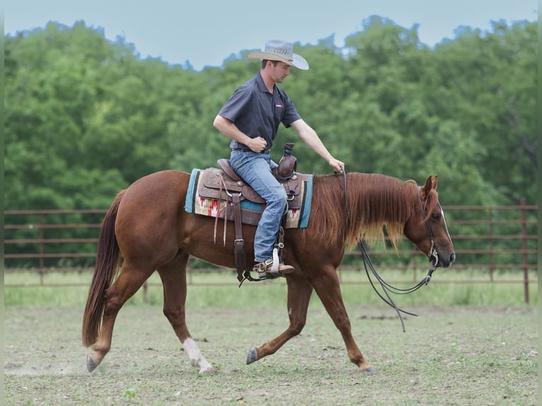 American Quarter Horse Stute 3 Jahre 150 cm Rotfuchs in Marshall, MO
